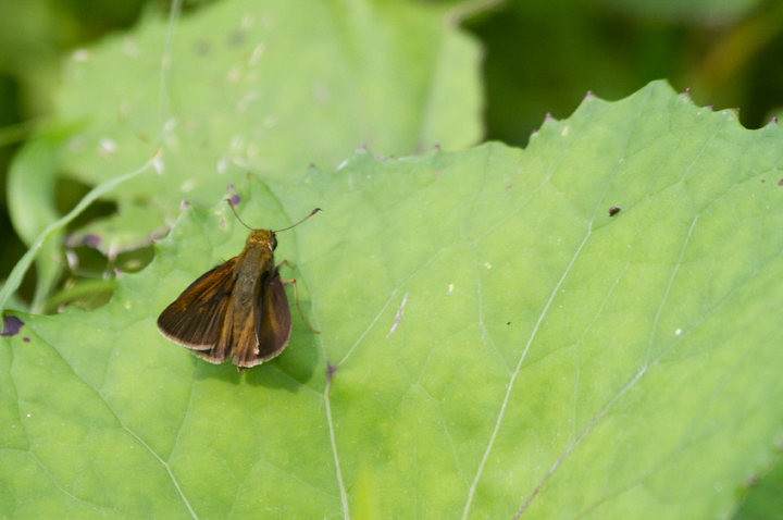 A male Dun Skipper in Garrett Co., Maryland (7/8/2012). Photo by Bill Hubick.