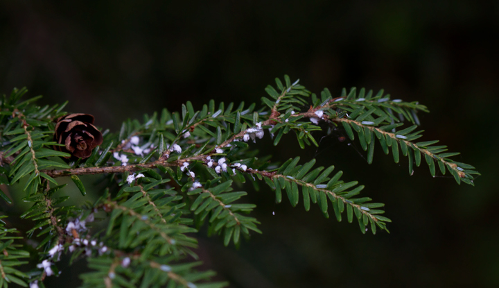 An Eastern Hemlock with a Wooly Adelgid infestation in Garrett Co., Maryland (7/8/2012). Photo by Bill Hubick.