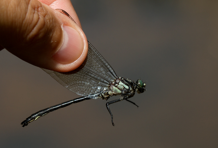 An Eastern Least Clubtail in Garrett Co., Maryland (7/8/2012). Photo by Bill Hubick.