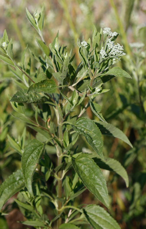 Late-flowering Thoroughwort at Swan Creek, Anne Arundel Co., Maryland (7/28/2012). Photo by Bill Hubick.