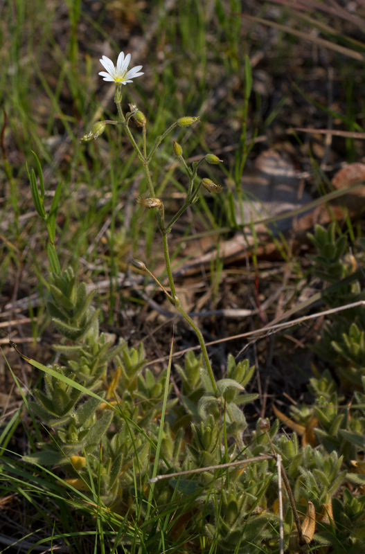Field Chickweed at Soldier's Delight, Baltimore Co., Maryland (7/1/2012). Photo by Bill Hubick.