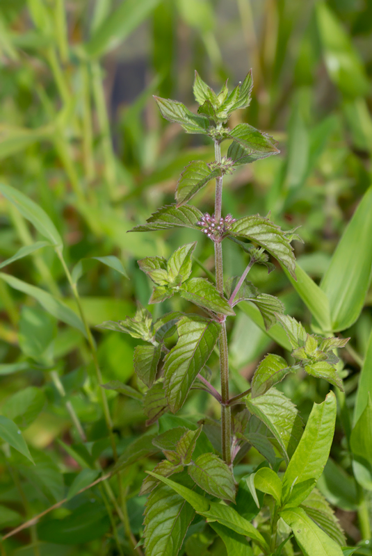 Field Mint at the Patuxent Research Refuge, Anne Arundel Co., Maryland (7/15/2012). Photo by Bill Hubick.
