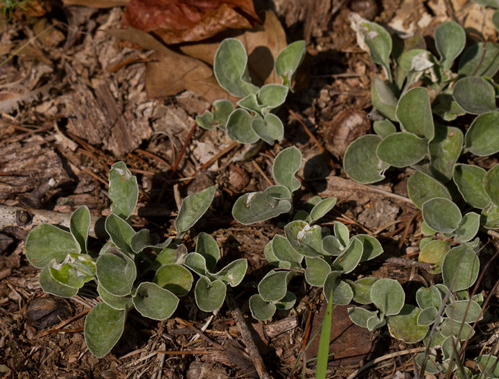 Field Pussytoes in Baltimore Co., Maryland (7/1/2012). Photo by Bill Hubick.