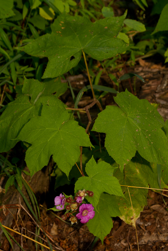 Flowering Raspberry in Garrett Co., Maryland (7/8/2012). Photo by Bill Hubick.