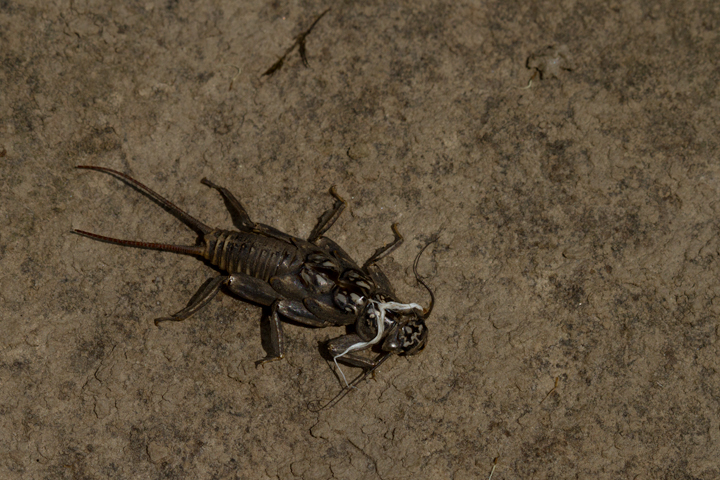 A Golden Stone larva in Garrett Co., Maryland (7/8/2012). Photo by Bill Hubick.