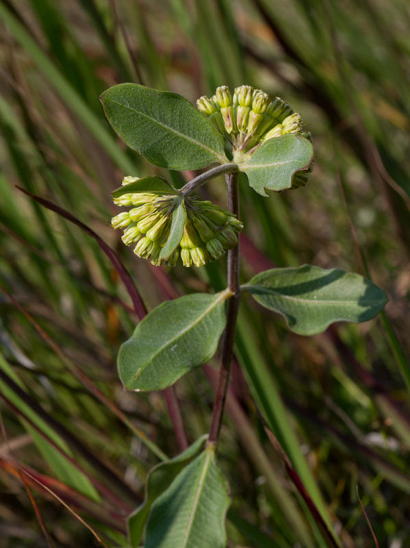 Green Comet Milkweed in Baltimore Co., Maryland (7/1/2012). How many species are there in Maryland? <br />
<a href='http://www.marylandbiodiversity.com/viewChecklist.php?category=Milkweed_Family' target='_blank' class='text'>Check the Maryland Biodiversity project!</a> Photo by Bill Hubick.
