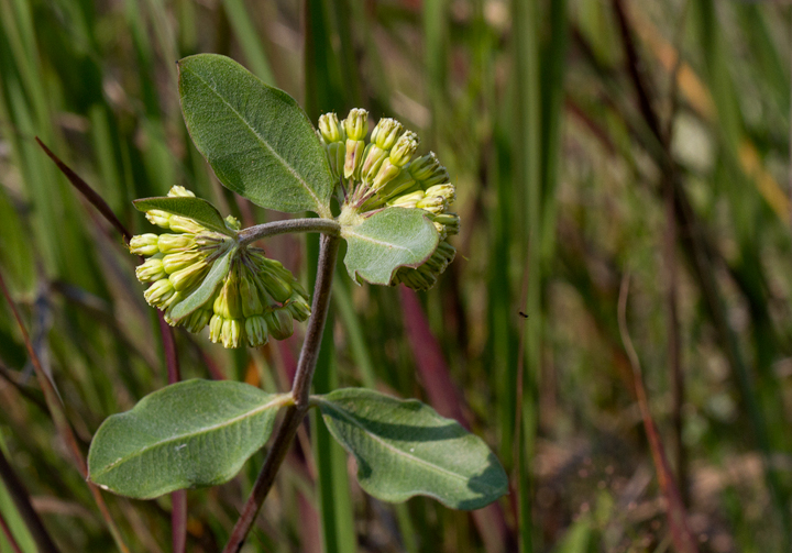 Green Comet Milkweed in Baltimore Co., Maryland (7/1/2012). How many species are there in Maryland? <br />
<a href='http://www.marylandbiodiversity.com/viewChecklist.php?category=Milkweed_Family' target='_blank' class='text'>Check the Maryland Biodiversity project!</a> Photo by Bill Hubick.