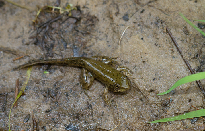 A Green Frog transforming from tadpole to adult in Garrett Co., Maryland (7/8/2012). Photo by Bill Hubick.