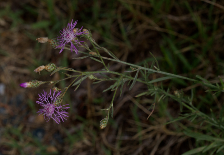 Japanese Knapweed, also a terrible invasive, in Anne Arundel Co., Maryland (7/15/2012). Photo by Bill Hubick.