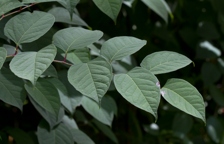 Japanese Knotweed, a terrible invasive, in Worcester Co., Maryland (6/17/2012). Photo by Bill Hubick.