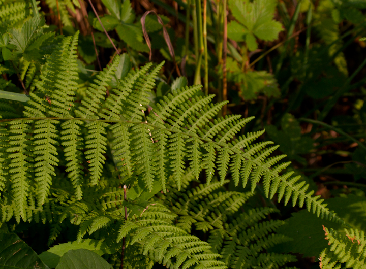 Marginal Woodfern in Garrett Co., Maryland (7/8/2012). Photo by Bill Hubick.