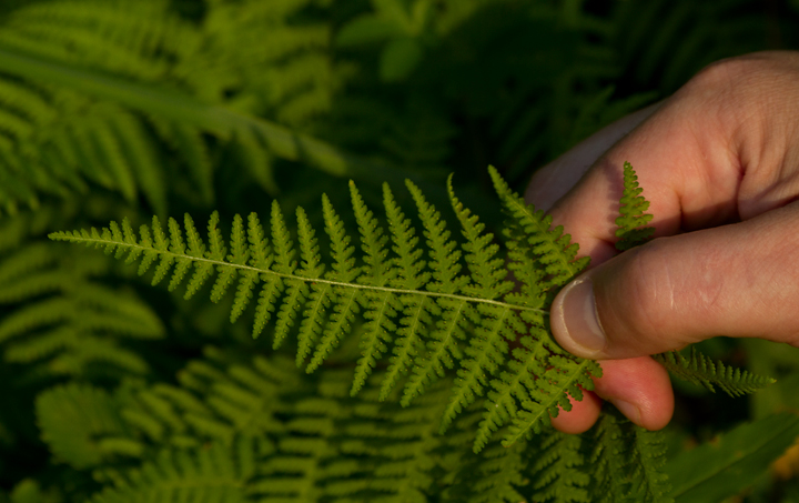 Marginal Woodfern in Garrett Co., Maryland (7/8/2012). Photo by Bill Hubick.