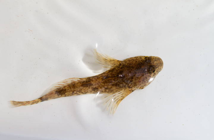 A specialty of the Youghiogheny watershed, Mottled Sculpin, in Garrett Co., Maryland (7/8/2012). Photo by Bill Hubick.