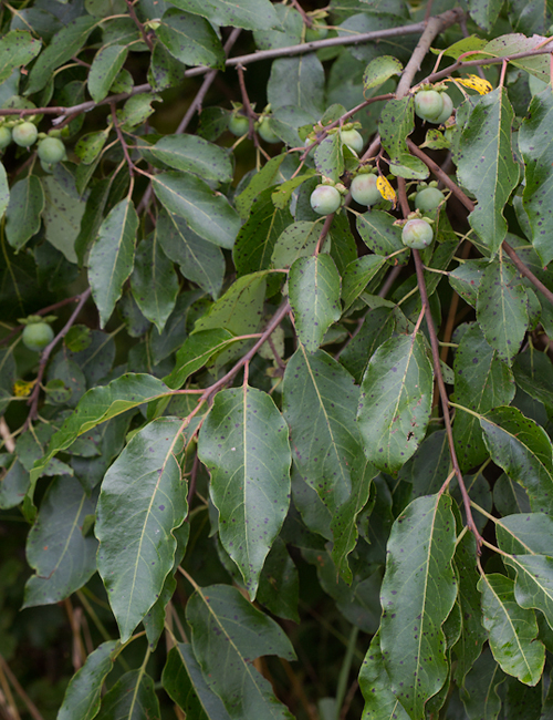 Persimmon with unripe fruit in Anne Arundel Co., Maryland (7/15/2012). Photo by Bill Hubick.