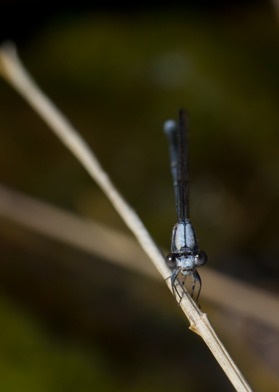 An intimidating Powdered Dancer in Baltimore Co., Maryland (7/1/2012). Photo by Bill Hubick.