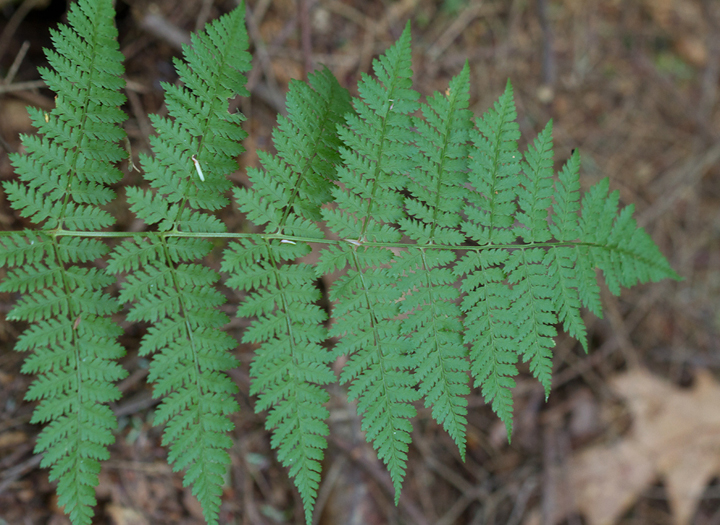 Rattlesnake Fern in Garrett Co., Maryland (7/8/2012). Photo by Bill Hubick.