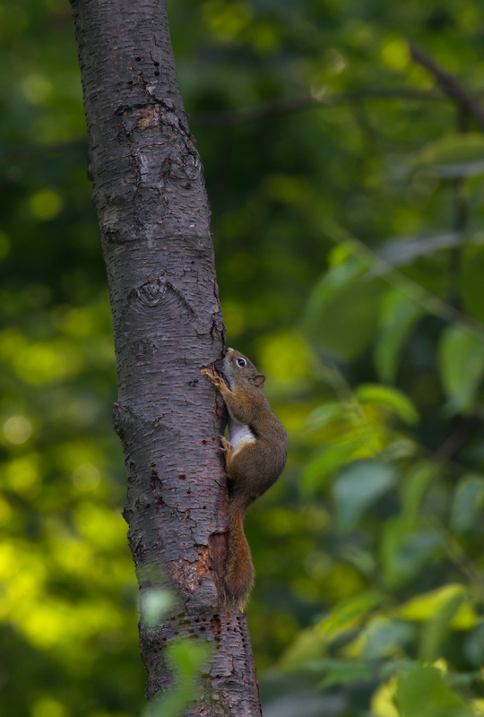 A Red Squirrel drinking from active Yellow-bellied Sapsucker drill wells in Garrett Co., Maryland (7/8/2012). Yellow-bellied Sapsucker is a very rare breeder in Garrett County, but there appear to be signs of increased breeding in the southern part of the species' range. Photo by Bill Hubick.