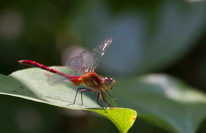 A Ruby Meadowhawk in Baltimore Co., Maryland (7/1/2012). Photo by Bill Hubick.