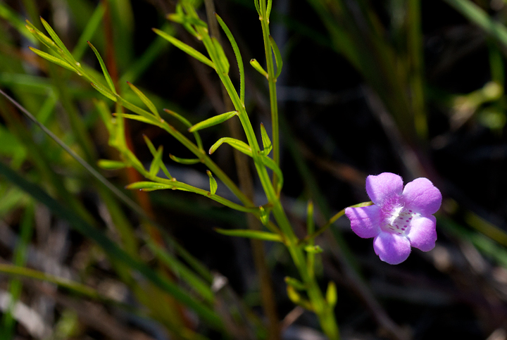Sandplain Gerardia, a beautiful and globally rare wildflower, in Baltimore Co., Maryland (7/1/2012). Photo by Bill Hubick.