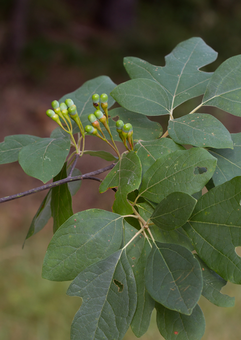 Sassafras with unripe fruit in Anne Arundel Co., Maryland (7/15/2012). Photo by Bill Hubick.