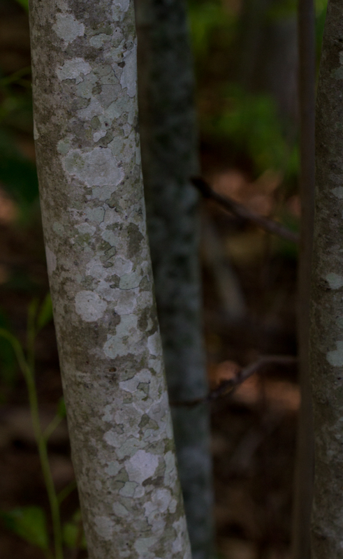 Seaside Alder in Wicomico Co., Maryland (7/8/2012). Seaside Alder is rare and local throughout its range (G3) and a Maryland watch list species (S3.1). It is known from just three disjunct populations in Georgia, Oklahoma, and Maryland/Delaware. Note the leaf shape and especially the relatively large size of the cones. Photo by Bill Hubick.