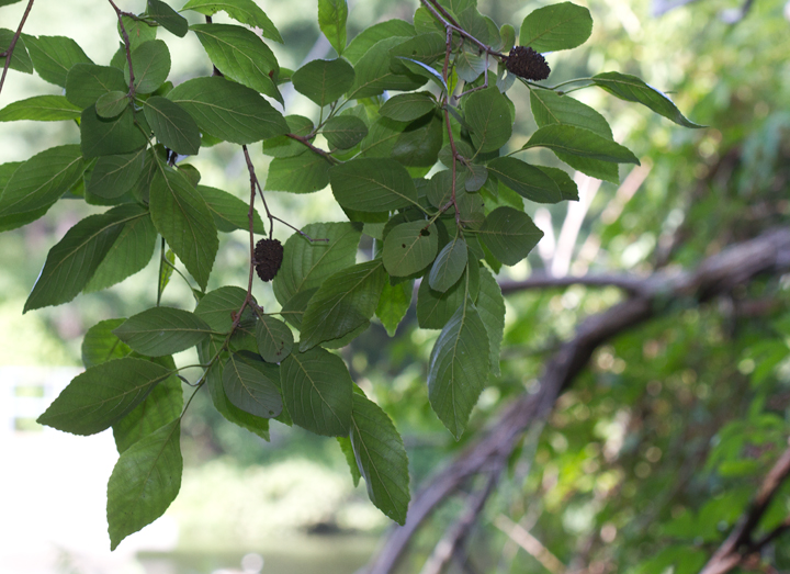 Seaside Alder in Wicomico Co., Maryland (7/8/2012). Seaside Alder is rare and local throughout its range (G3) and a Maryland watch list species (S3.1). It is known from just three disjunct populations in Georgia, Oklahoma, and Maryland/Delaware. Note the leaf shape and especially the relatively large size of the cones. Photo by Bill Hubick.