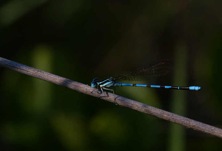 Male and female Seepage Dancers in Baltimore Co., Maryland (7/1/2012). Photo by Bill Hubick.