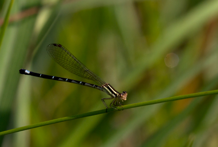 Male and female Seepage Dancers in Baltimore Co., Maryland (7/1/2012). Photo by Bill Hubick.