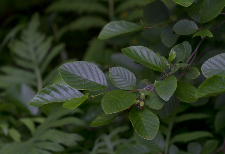 Smooth Alder in Garrett Co., Maryland (7/8/2012). Photo by Bill Hubick.
