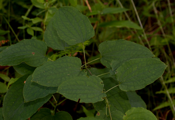 Smooth Carrionflower in Garrett Co., Maryland (7/8/2012). This greenbrier's leaves give off the smell of rotten meat when crushed, attracting an untraditional suite of pollintors. Photo by Bill Hubick.