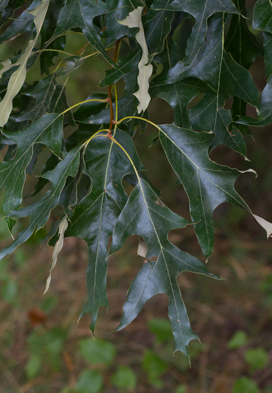 Southern Red Oak leaves in Anne Arundel Co., Maryland (7/15/2012). Photo by Bill Hubick.
