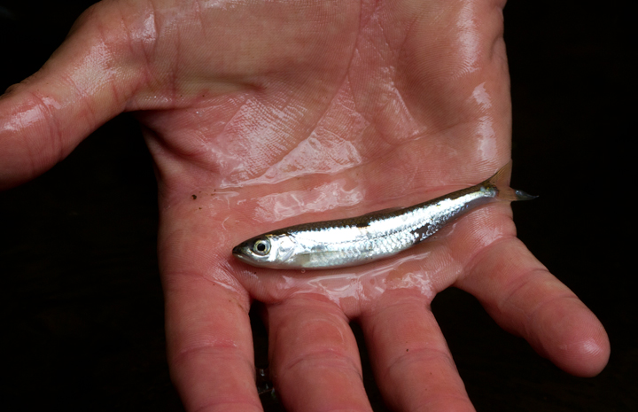 A Spottail Shiner in Garrett Co., Maryland (7/8/2012). Photo by Bill Hubick.