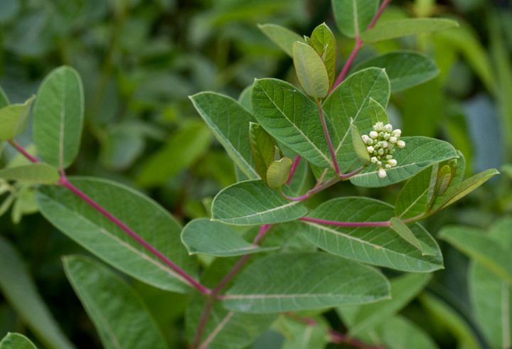 Indian Hemp in Worcester Co., Maryland (6/17/2012). Photo by Bill Hubick.