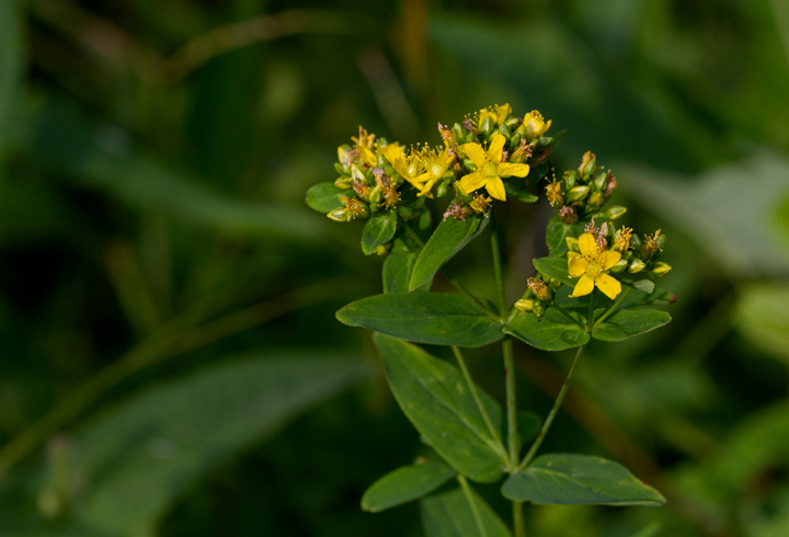 A St. Johnswort species in Garrett Co., Maryland (7/8/2012). Photo by Bill Hubick.