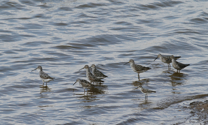 Stilt Sandpipers at Swan Creek, Anne Arundel Co., Maryland (7/28/2012). Photo by Bill Hubick.