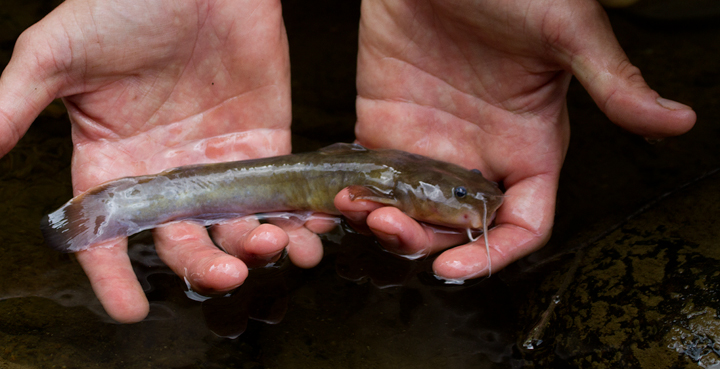 A Stonecat in Garrett Co., Maryland (7/8/2012). This species is highly state rare (S1) and very local in its Maryland distribution. Photo by Bill Hubick.