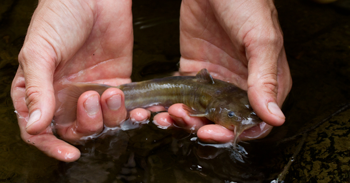 A Stonecat in Garrett Co., Maryland (7/8/2012). This species is highly state rare (S1) and very local in its Maryland distribution. Photo by Bill Hubick.