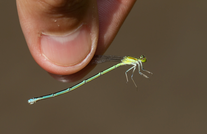 A female Stream Bluet in Garrett Co., Maryland (7/8/2012). Photo by Bill Hubick.