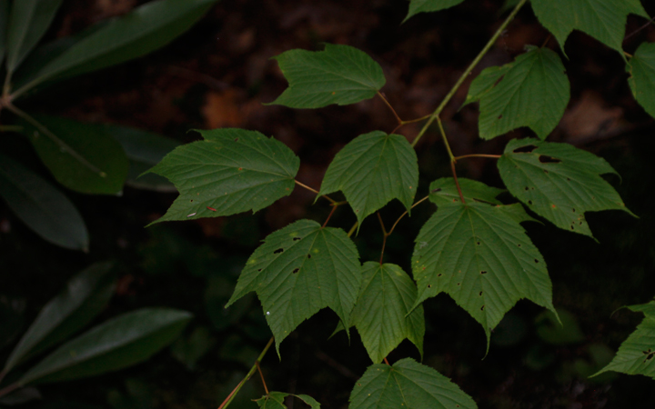 Striped Maple, also known as Moosewood, in Garrett Co., Maryland (7/8/2012). Photo by Bill Hubick.