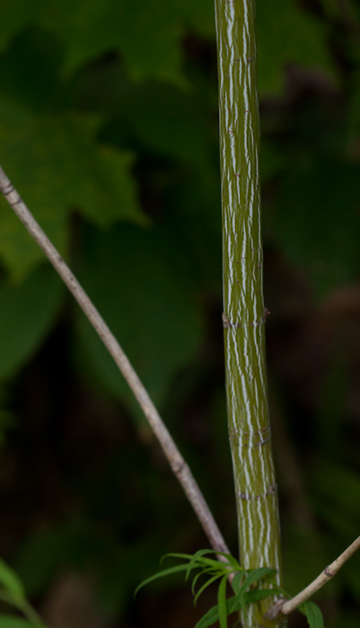 Striped Maple, also known as Moosewood, in Garrett Co., Maryland (7/8/2012). Photo by Bill Hubick.
