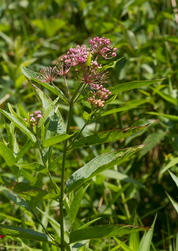 Swamp Milkweed blooming in Garrett Co., Maryland (7/8/2012). Photo by Bill Hubick.