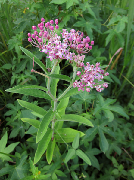 Swamp Milkweed in Worcester Co., Maryland (7/22/2011). Photo by Bill Hubick.
