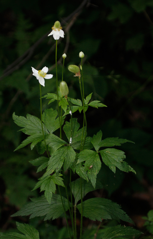 Tall Thimbleweed, or Tall Anemone, in Garrett Co., Maryland (7/8/2012). Photo by Bill Hubick.