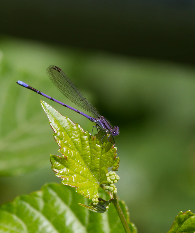 A Violet Dancer in Baltimore Co., Maryland (7/1/2012). Photo by Bill Hubick.