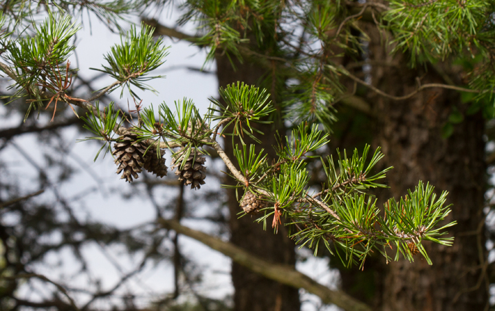 Virginia Pine in Anne Arundel Co., Maryland (7/15/2012). Photo by Bill Hubick.