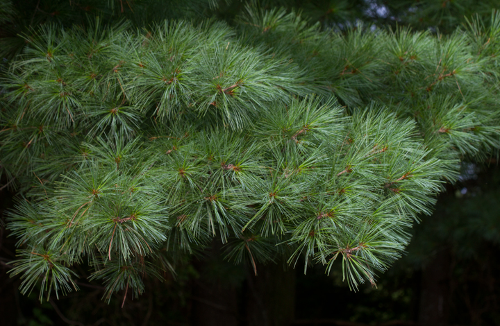 Eastern White Pine in Anne Arundel Co., Maryland (7/15/2012). Photo by Bill Hubick.