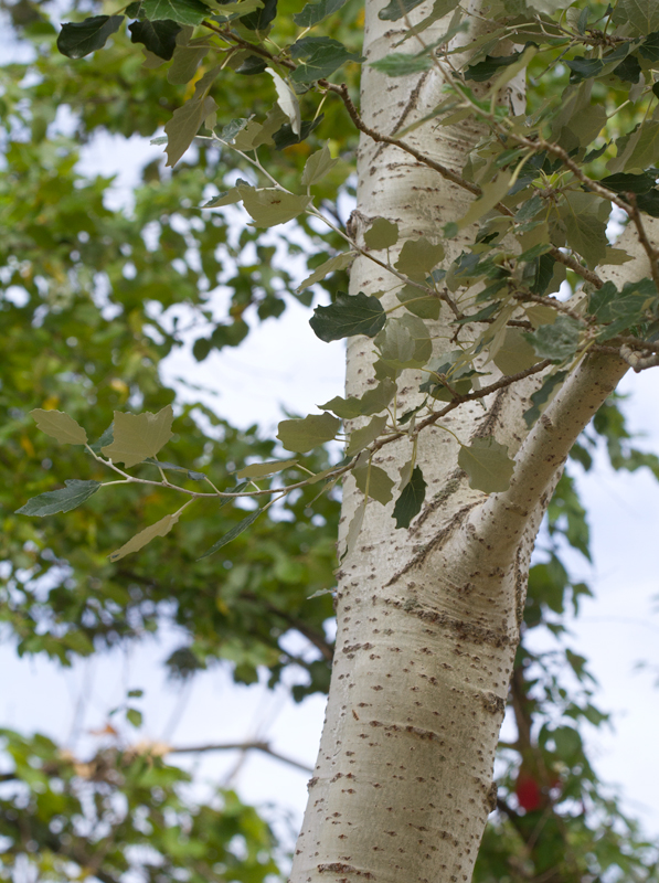 White Poplar in Anne Arundel Co., Maryland (7/15/2012). Photo by Bill Hubick.