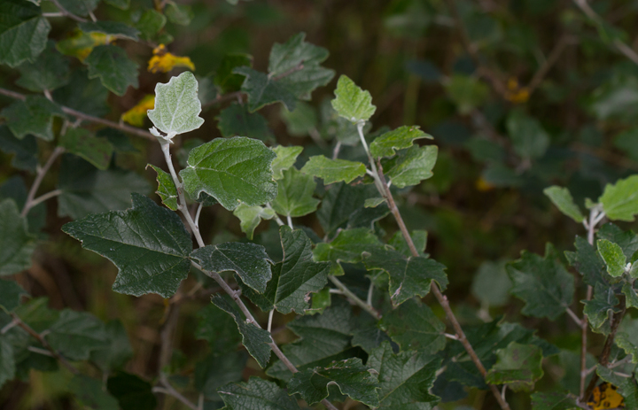 White Poplar in Anne Arundel Co., Maryland (7/15/2012). Photo by Bill Hubick.