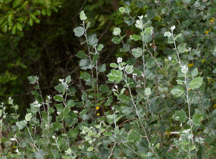 White Poplar in Anne Arundel Co., Maryland (7/15/2012). Photo by Bill Hubick.