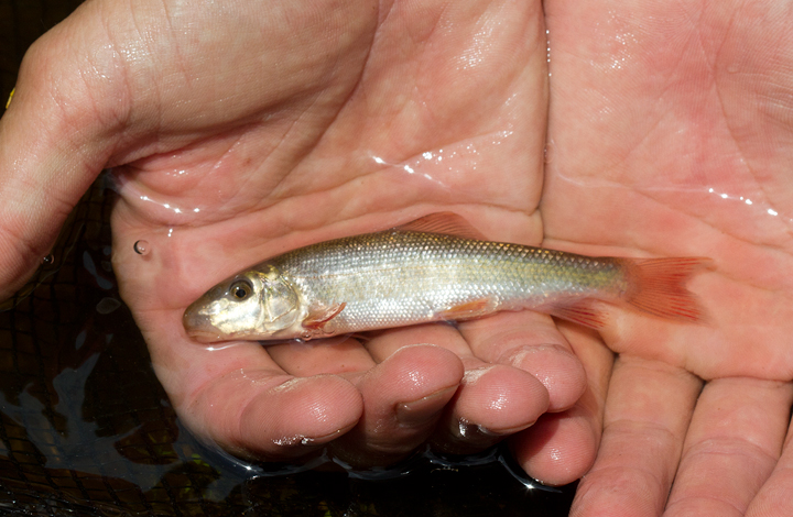 A White Sucker in Garrett Co., Maryland (7/8/2012). A focus on Maryland fish is just one great side effect of standing up the <a href='http://www.marylandbiodiversity.com/' target='_blank' class='text'>Maryland Biodiversity project!</a> The project already features over 3,500 Maryland species, including over 900 species with photos. Photo by Bill Hubick.